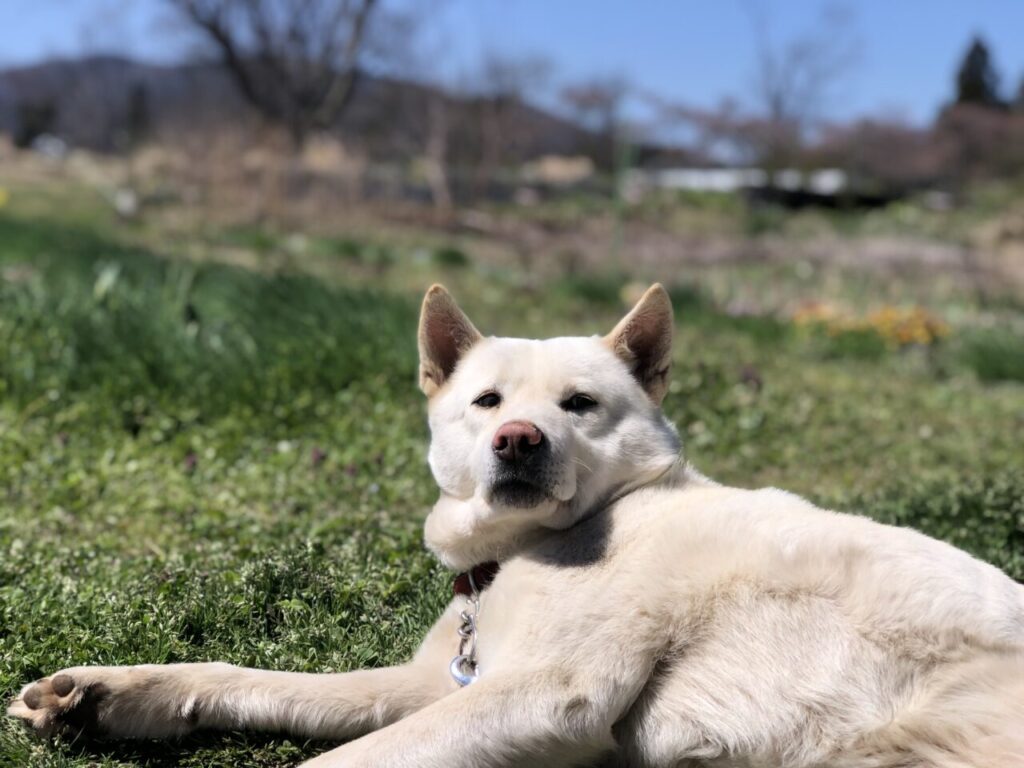 看板犬のリュウくん