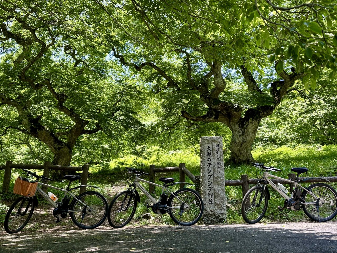 大朝のテングシデ群落