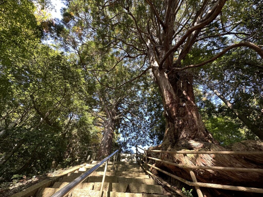 八栄神社の夫婦大ヒノキ